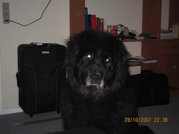 Newfoundlænder Cæsar Aflivet 30. juli 09 billede 5