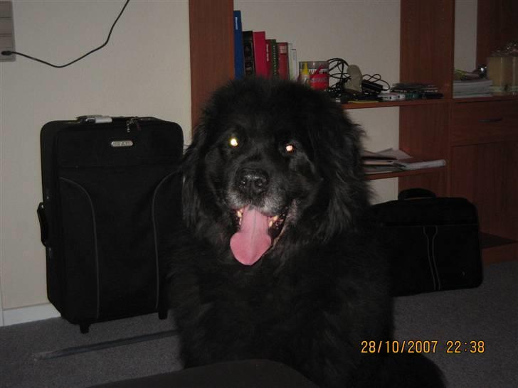 Newfoundlænder Cæsar Aflivet 30. juli 09 billede 6