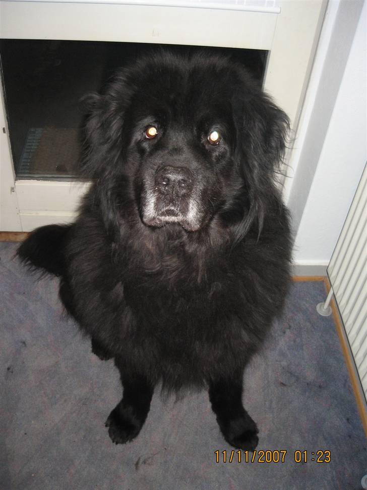 Newfoundlænder Cæsar Aflivet 30. juli 09 billede 7