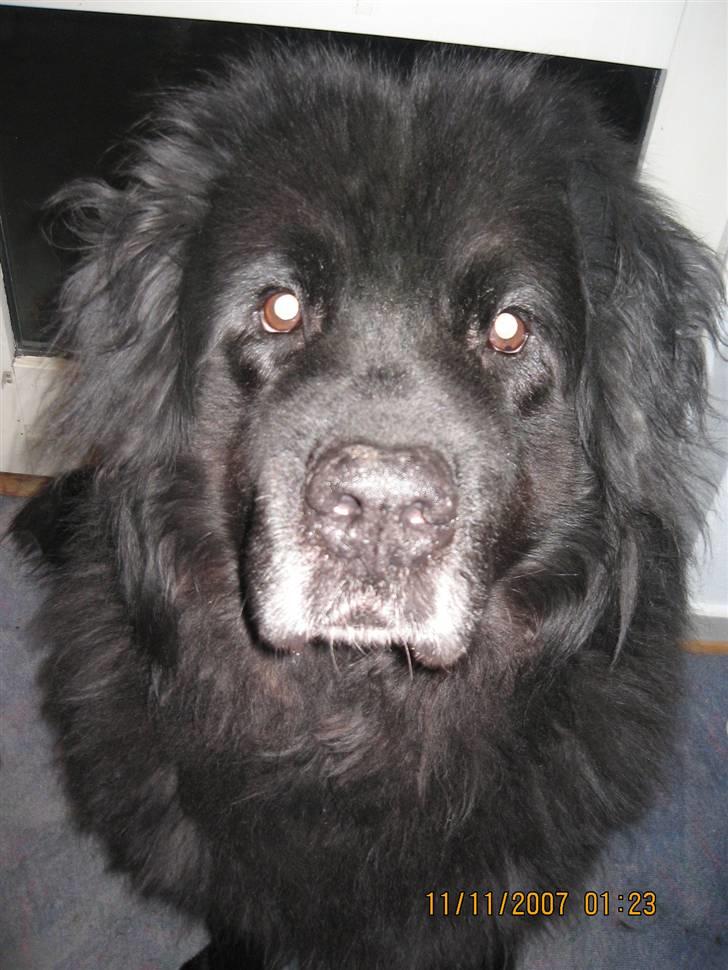 Newfoundlænder Cæsar Aflivet 30. juli 09 billede 8