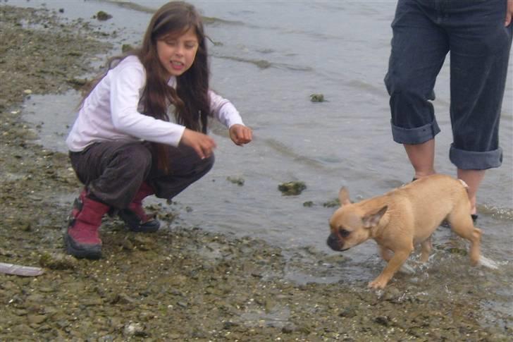 Fransk bulldog Angel - Kom lille Angel så skal jeg trøste dig.... billede 12
