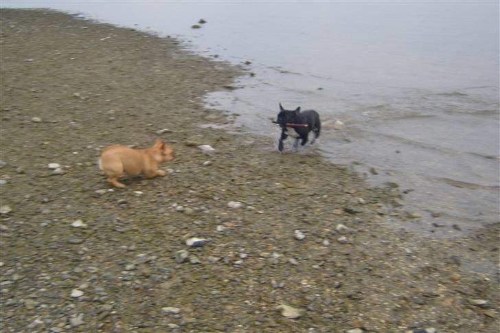 Fransk bulldog Angel - Kom nu.. det er væmmeligt... billede 13