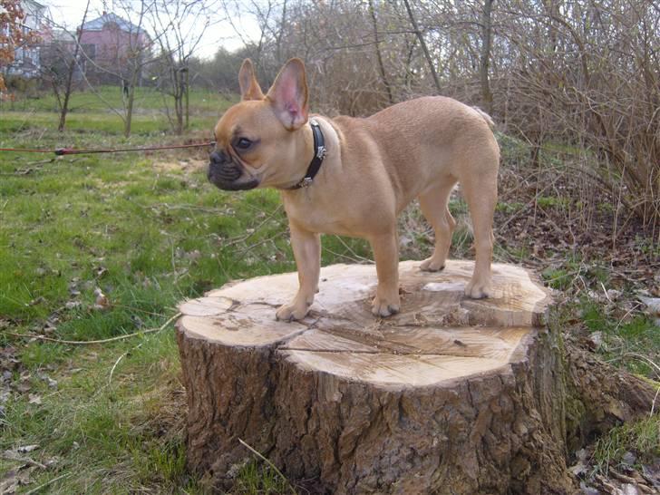 Fransk bulldog Angel - Godnat billede 14