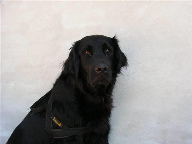 Blanding af racer Bastian. - Bastian´s Mor. BIFi. billede 20