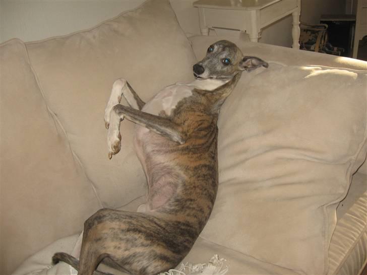 Whippet Viggo (Himmelhund) - sofahund billede 12