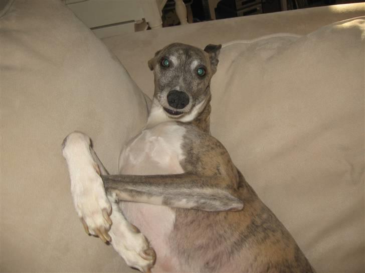 Whippet Viggo (Himmelhund) - aaahhh det skønt her ;-) billede 13