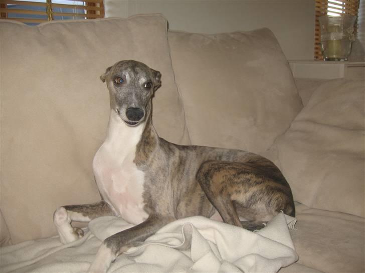 Whippet Viggo (Himmelhund) billede 14