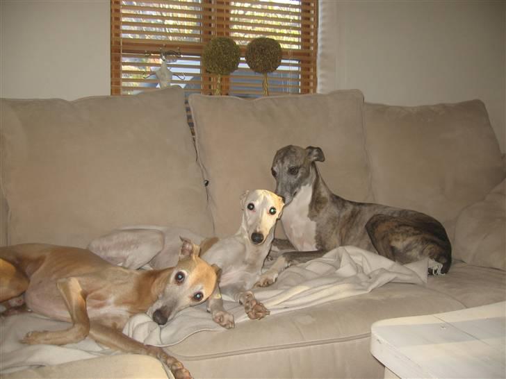 Whippet Viggo (Himmelhund) - 3 sofahunde billede 15