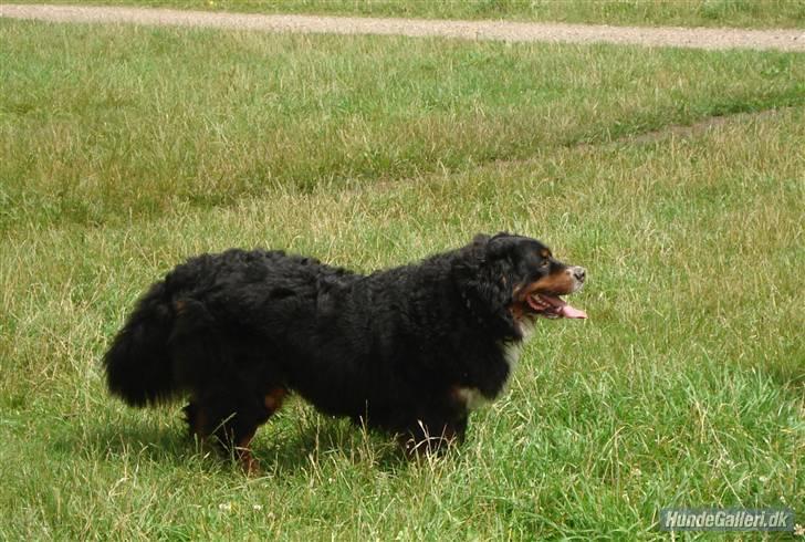 Berner sennenhund Bellis billede 9