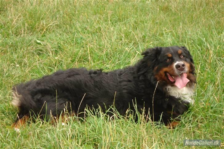 Berner sennenhund Bellis billede 10