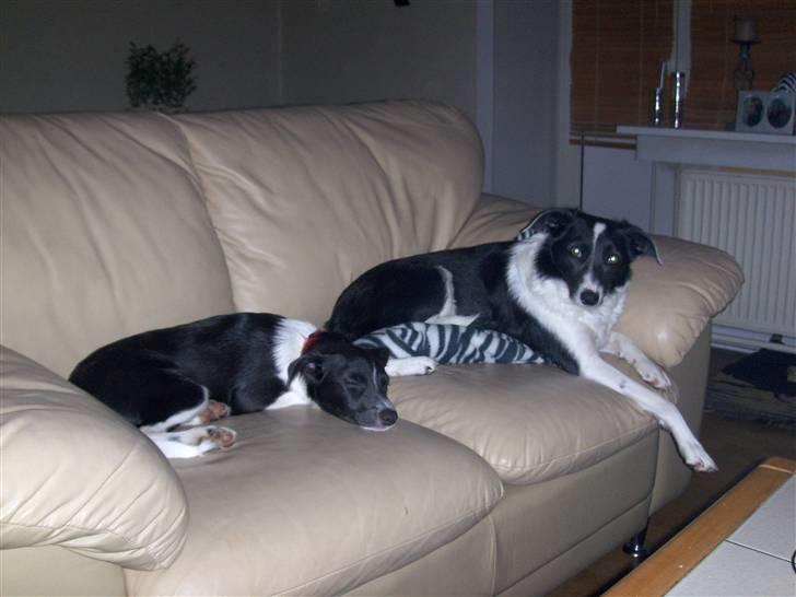 Blanding af racer Filuca - begge hunde putter hjemme i sofaen:-) billede 10
