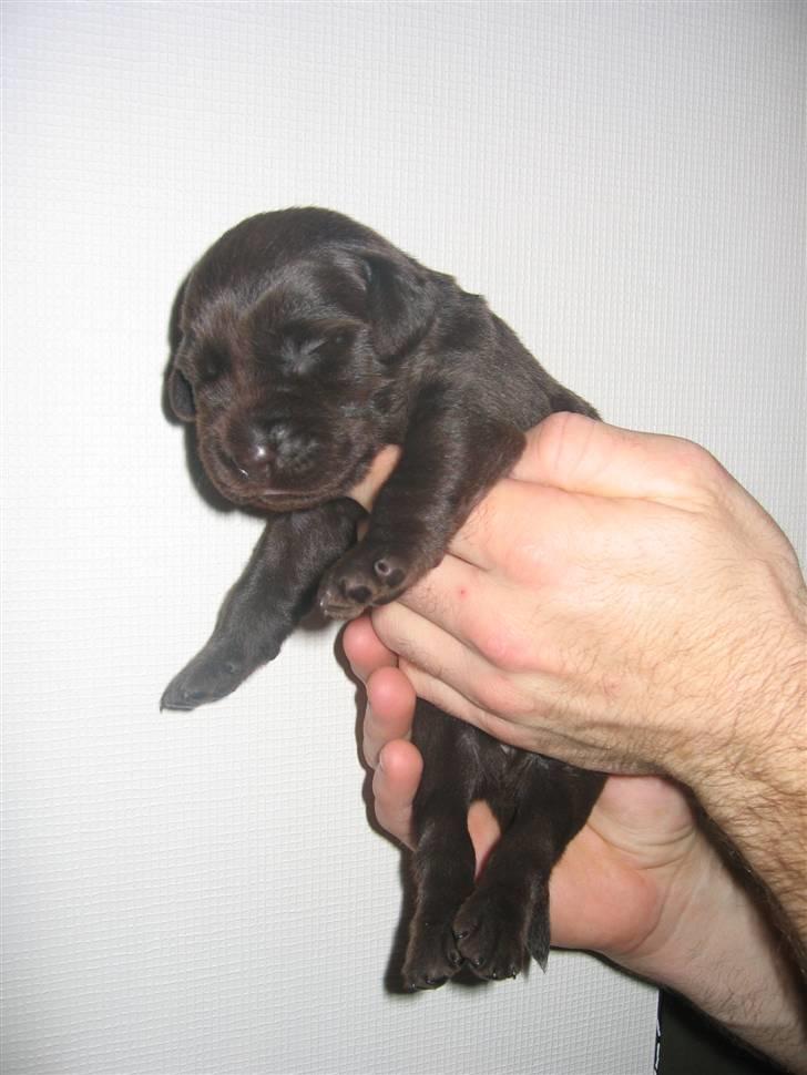 Labrador retriever Sasha - Ret sød ... billede 8