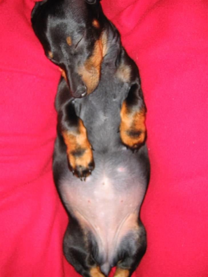 Dværggravhund Sørøver Sally - Ja, man sover tungt, og helst på ryggen! billede 10