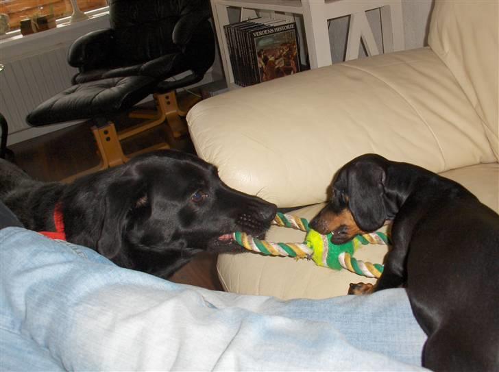 Dværggravhund Sørøver Sally - Fight med mormors hund, Dixi billede 11