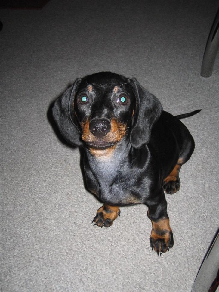 Dværggravhund Sørøver Sally - Hundeøjne billede 12