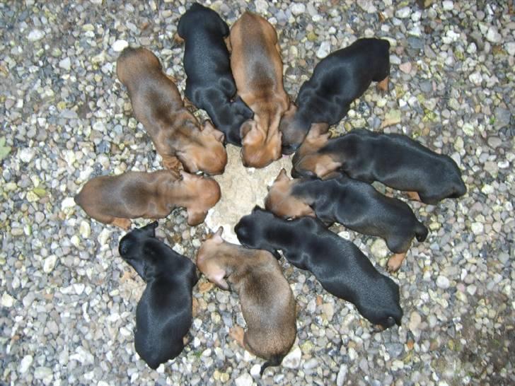 Dværggravhund Sørøver Sally - Sally med søskende, 6 uger gammel. billede 13