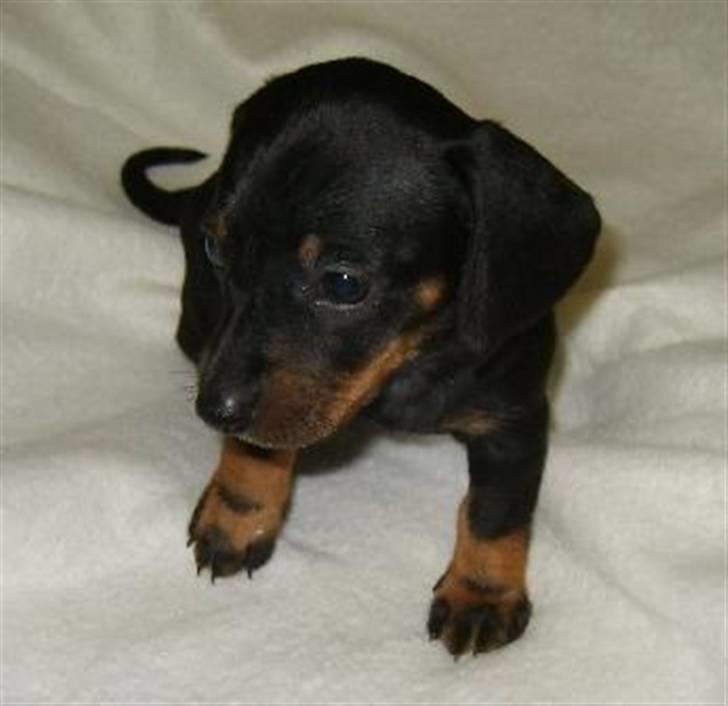 Dværggravhund Sørøver Sally - 5 uger gammel billede 14