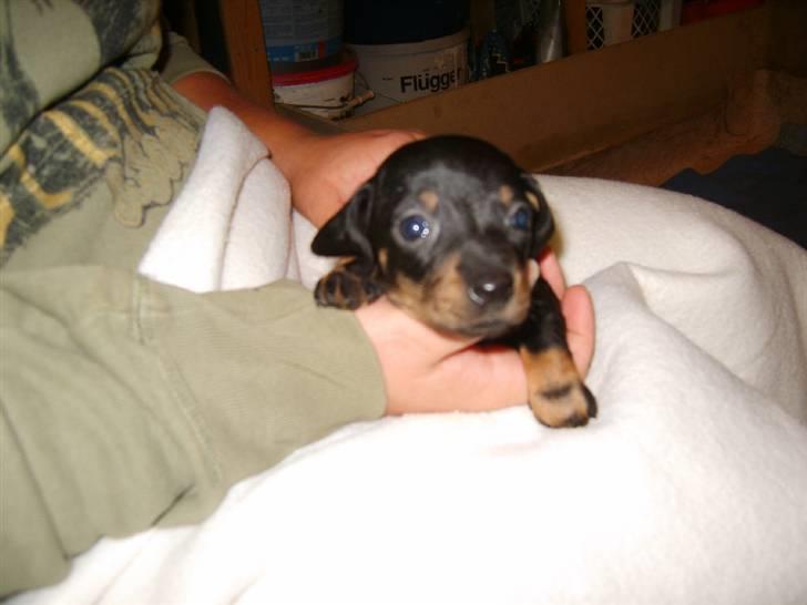 Dværggravhund Sørøver Sally - Sally, 4 uger gammel. billede 15