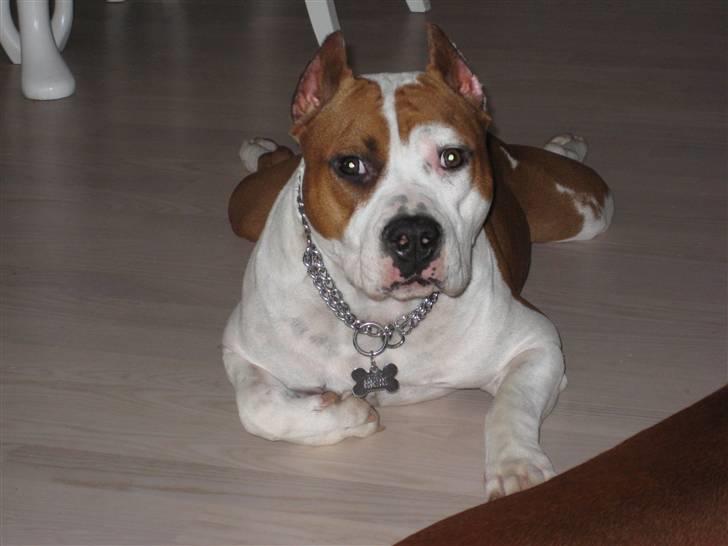 Amerikansk staffordshire terrier ¤GIULY¤ billede 15