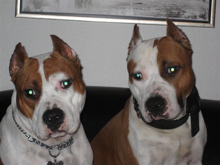 Amerikansk staffordshire terrier ¤GIULY¤ billede 16