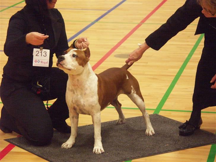 Amerikansk staffordshire terrier ¤GIULY¤ billede 17