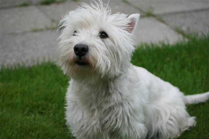 West highland white terrier Luna - Er lige i haven - sommer 2007 er lige begyndt... billede 9