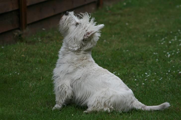 West highland white terrier Luna - Ja, jeg kan godt "sit" - var der ellers andet? billede 10