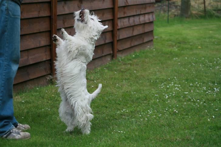 West highland white terrier Luna - Jep, jeg kan "danse".. Se hvor høj jeg er... billede 11