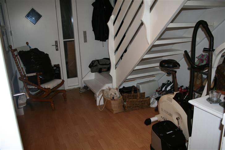 West highland white terrier Luna - Find Holger!!!! billede 12