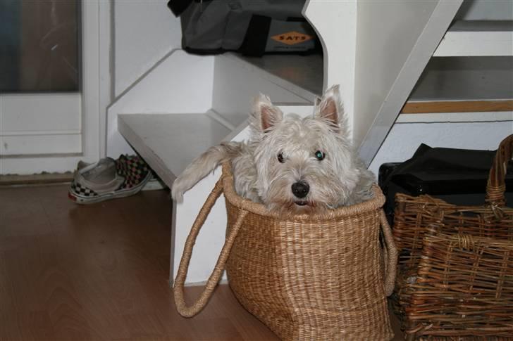 West highland white terrier Luna - Kunne du ikke finde mig - jeg er jo lige her :) billede 13