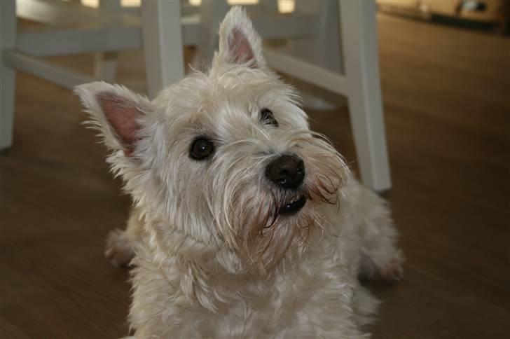 West highland white terrier Luna - Hvad??? Jeg kigger jo på dig nu! billede 14