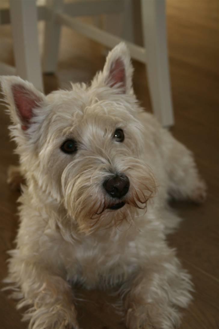 West highland white terrier Luna - Hmm... Der falder ikke noget af alligevel... billede 15