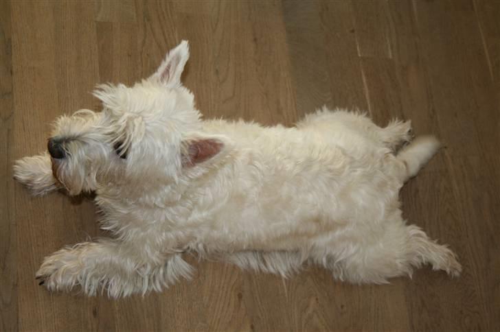 West highland white terrier Luna - Så kan jeg vel lige så godt bare flade ud! billede 16