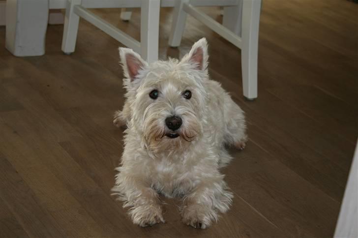 West highland white terrier Luna - Se hvor sød jeg er.. billede 17