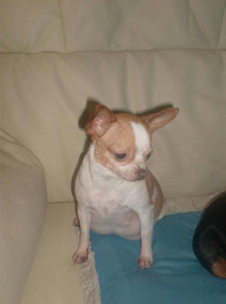 Chihuahua My billede 1