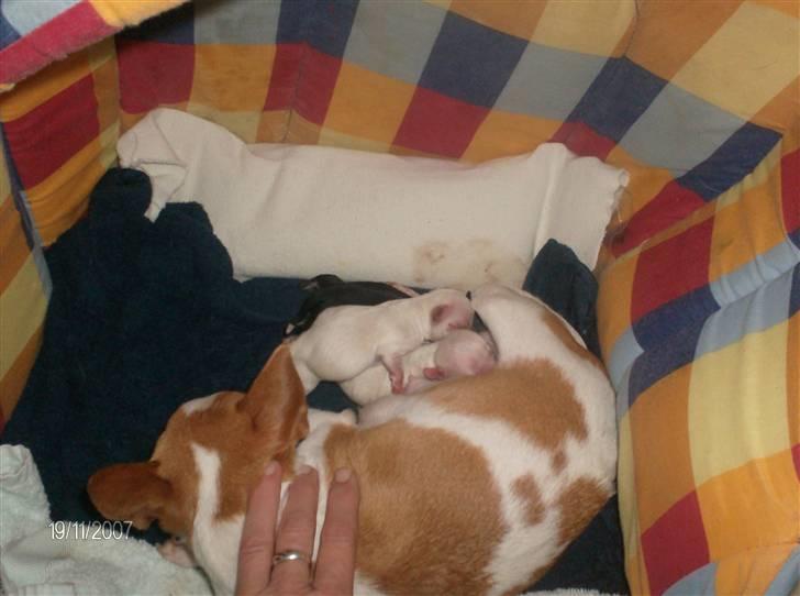 Chihuahua My billede 2