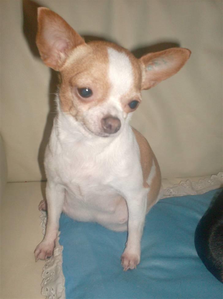 Chihuahua My billede 3