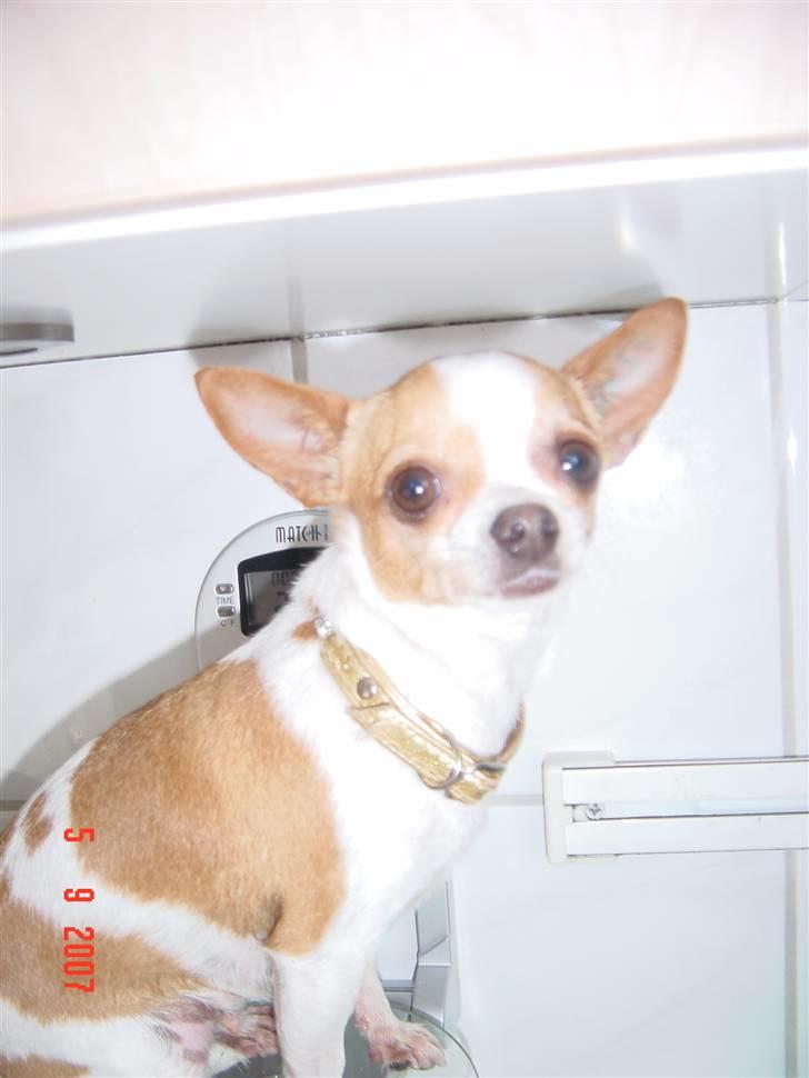 Chihuahua My billede 4