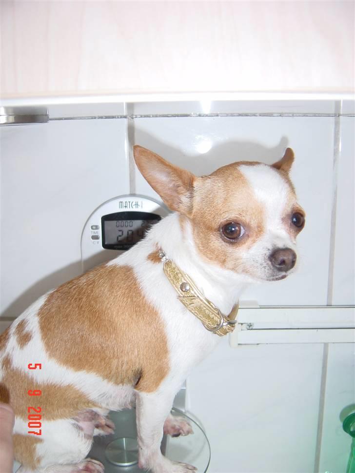 Chihuahua My billede 5