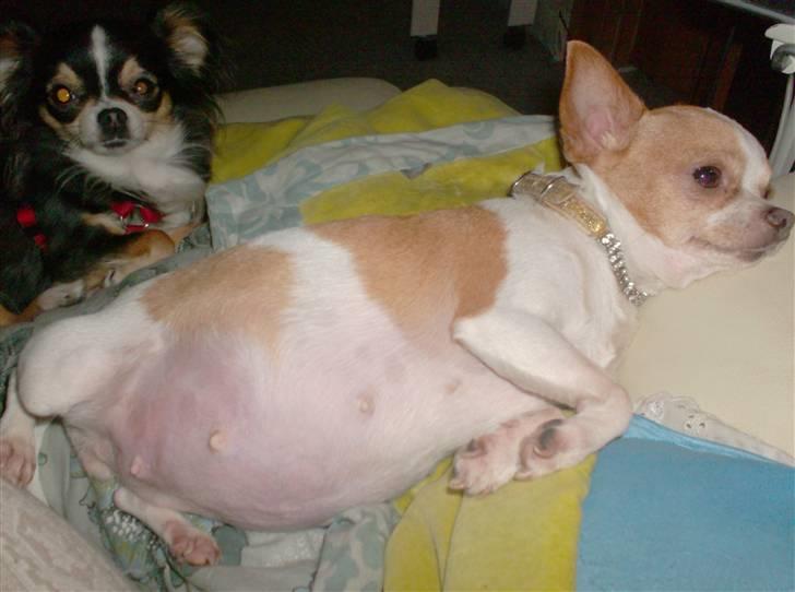 Chihuahua My billede 6