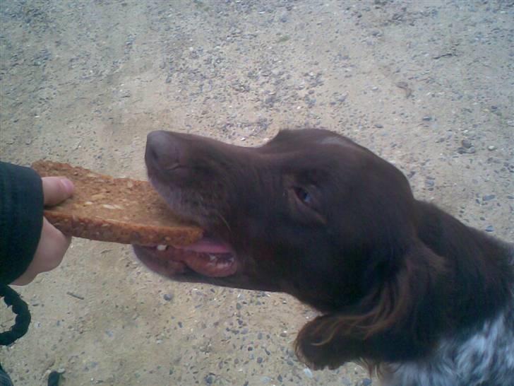 Kleiner münsterländer Curly - curly der spiser rugbrød. billede 20