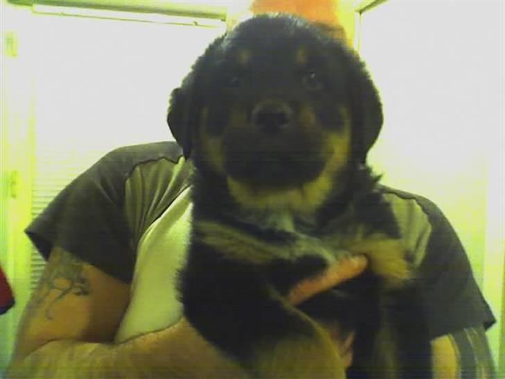 Rottweiler Tyson billede 1