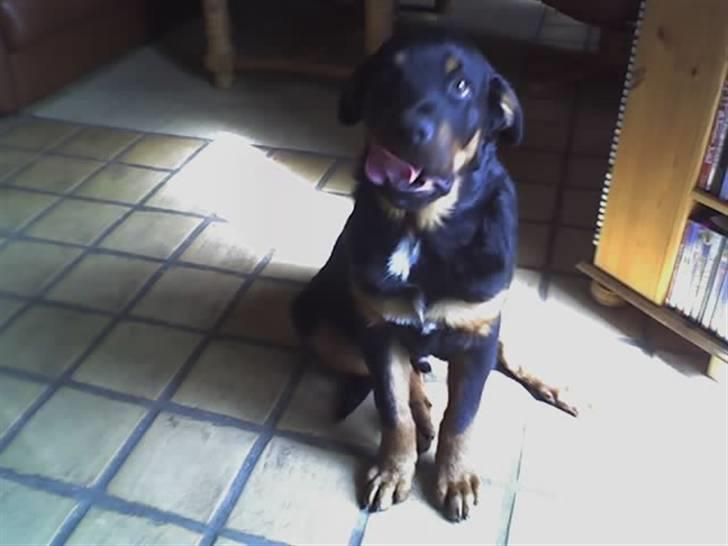 Rottweiler Tyson billede 2