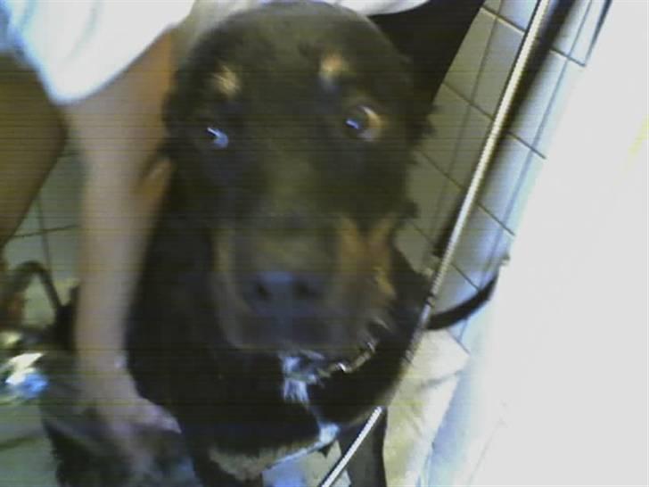 Rottweiler Tyson billede 3