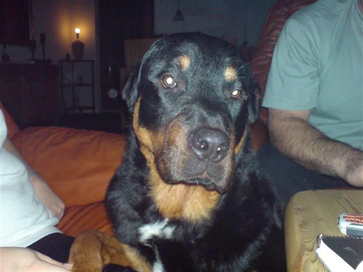 Rottweiler Tyson billede 4