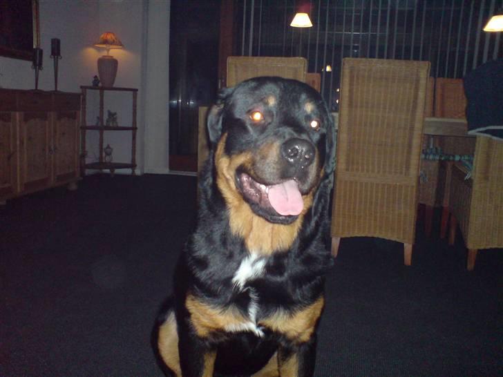 Rottweiler Tyson billede 5