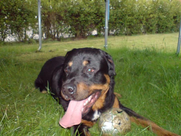 Rottweiler Tyson billede 6