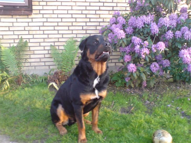 Rottweiler Tyson billede 7