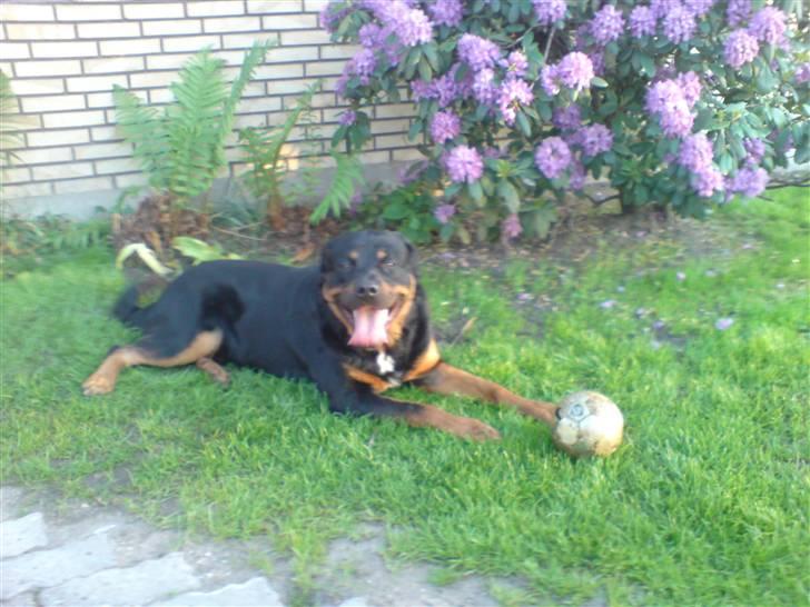 Rottweiler Tyson billede 8