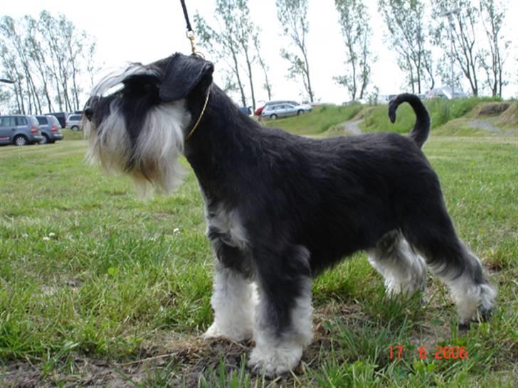 Dvaergschnauzer Maya billede 1